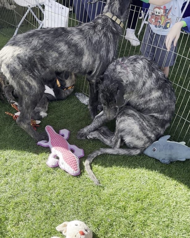 Scottish deerhounds lying in the grass at the Colorado Highland Games