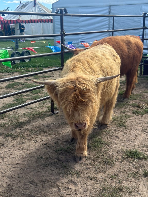 Highland cows in the pen at the Highland Coo Exhibit at the Colorado Highland Games
