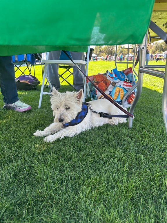 Thistle, a West Highland White Terrier in a blue harness, resting under a table in the shade at the Colorado Highland Games
