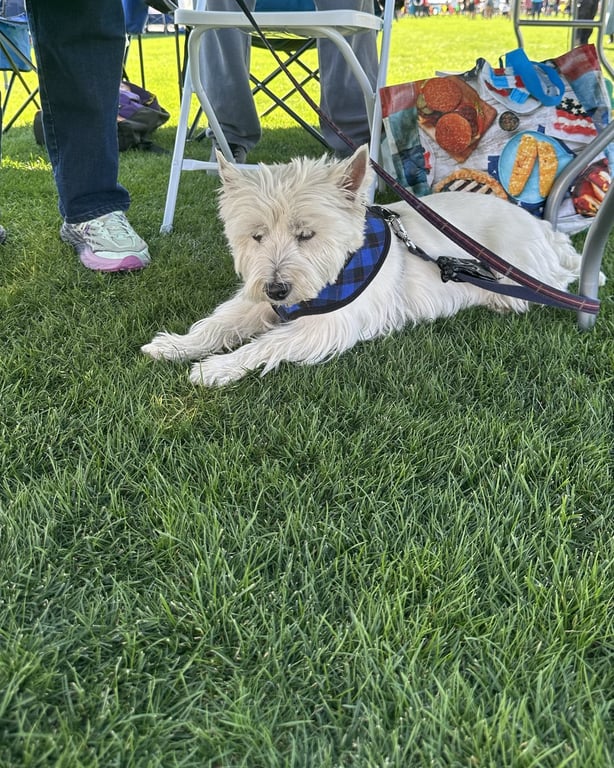 A West Highland terrier lying in the grass at the Colorado Highland Games