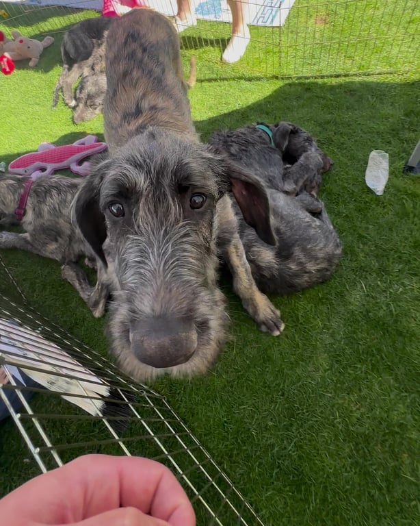 A 4-month-old Irish Wolfhound puppy looking up for a treat at the Rocky Mountain Irish Wolfhound Association tent at the Colorado Highland Games