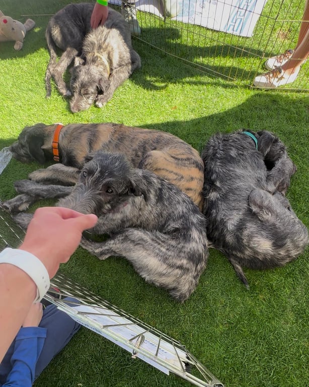 A pile of sleeping Irish Wolfhound puppies in the pen at the Colorado Highland Games