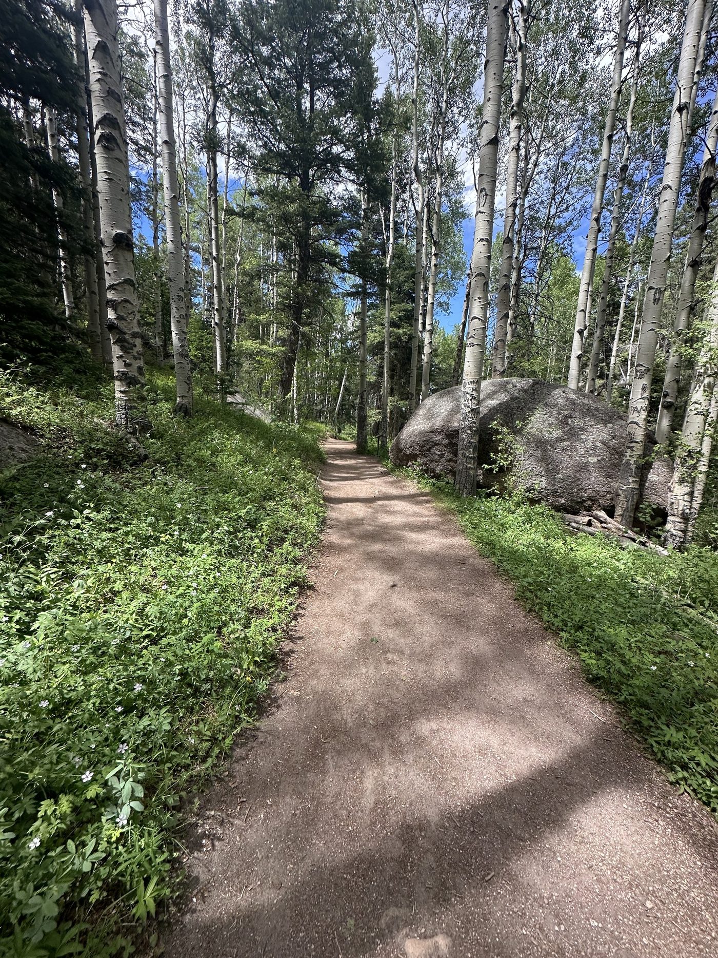 Aspen grove with white trunks lining the Devils Head Lookout trail