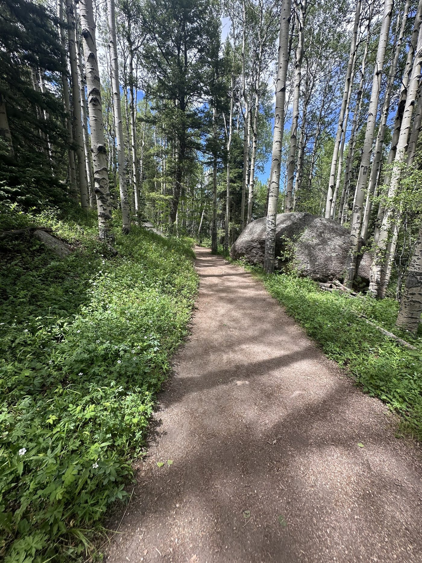 Dirt trail winding through an aspen grove on the way to Devils Head Lookout