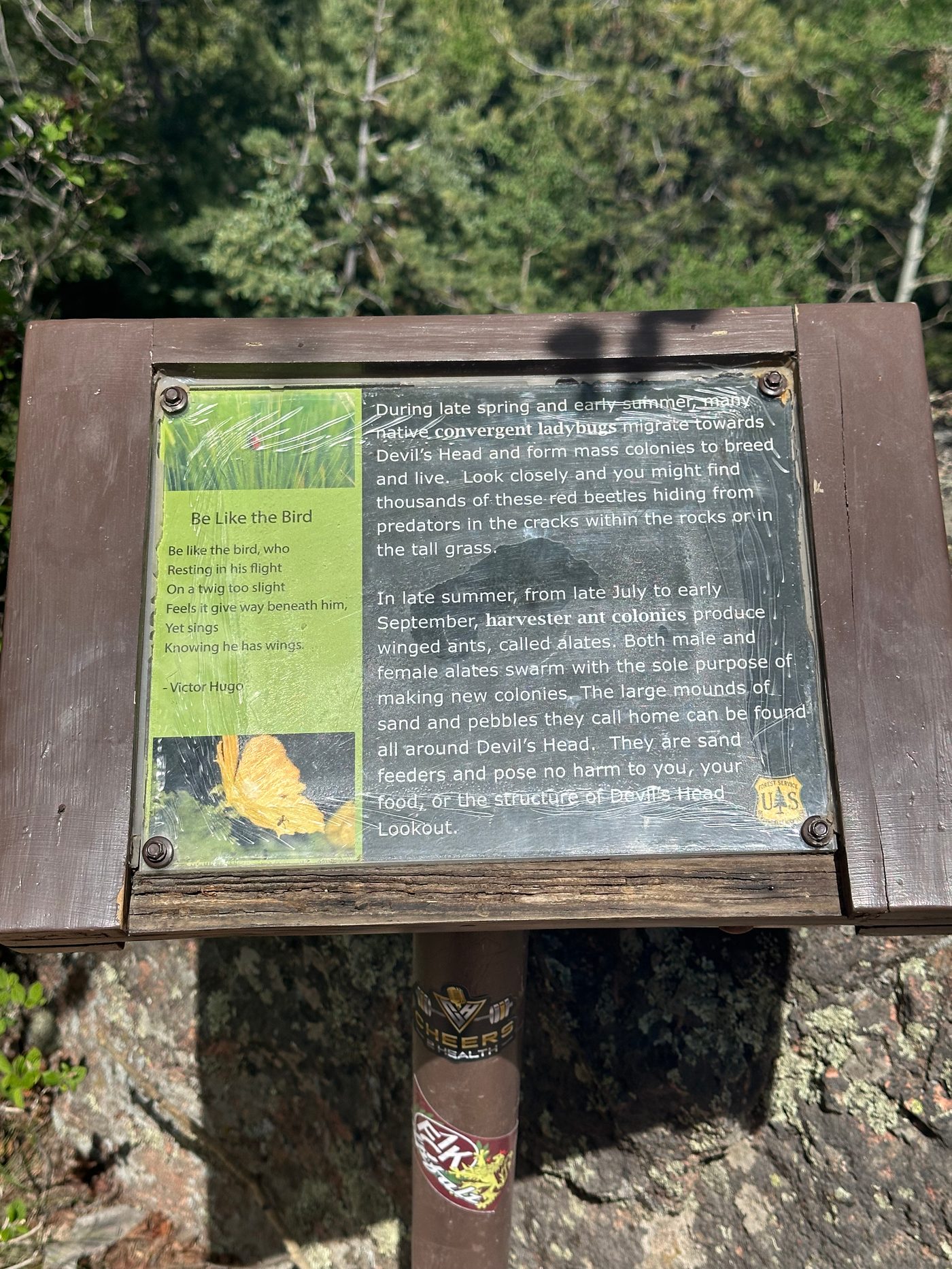 Forest Service interpretive sign at the summit of Devils Head explaining the convergent ladybug migration and the harvester ant swarms, with the Rampart Range behind it