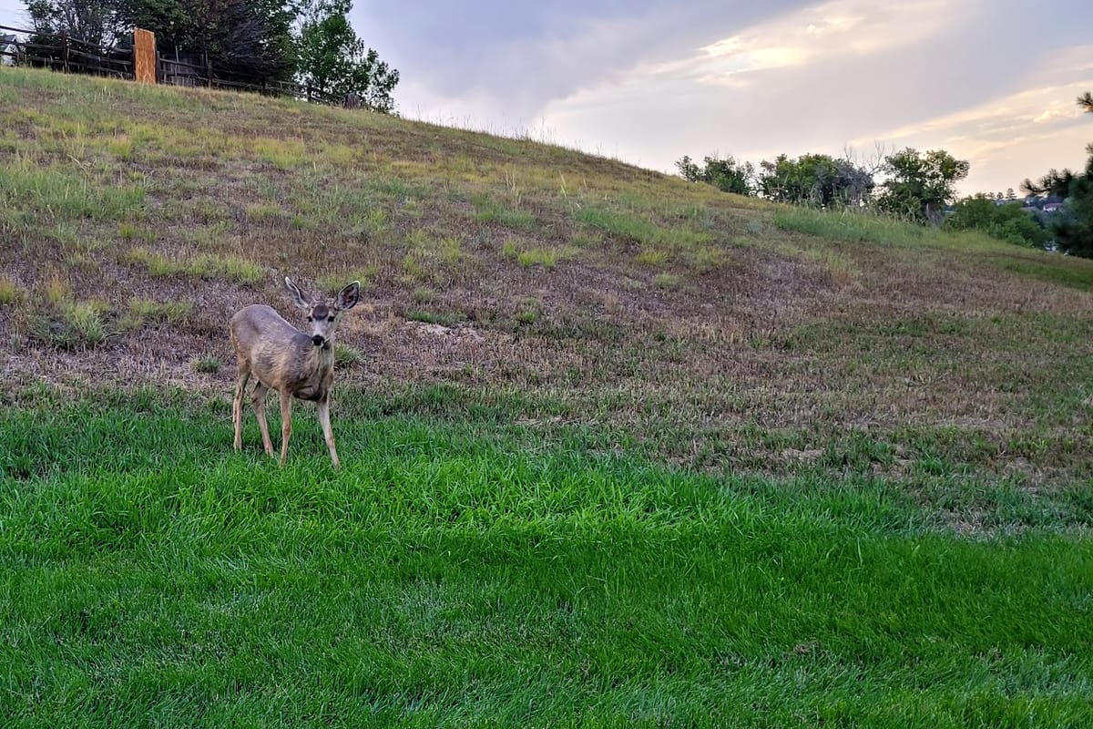 Deer Trail Park featured offerings