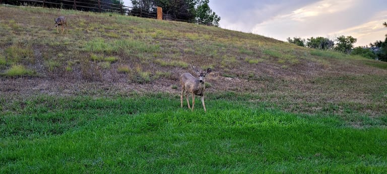 Deer Trail Park featured offerings