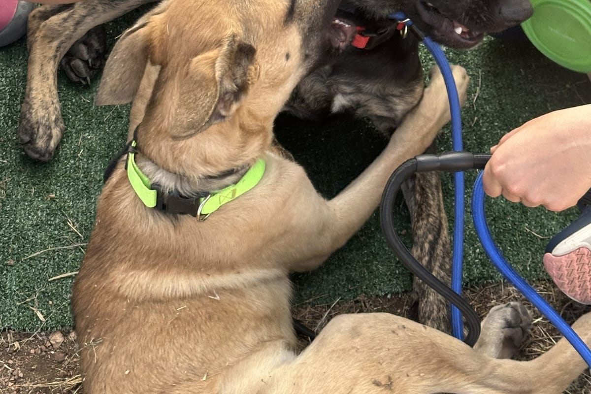 Two German shepherd rescue dogs getting pets at the Douglas County Fall Festival
