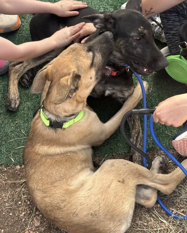 Two young German shepherd rescue dogs getting pets on the turf at the Douglas County Fall Festival