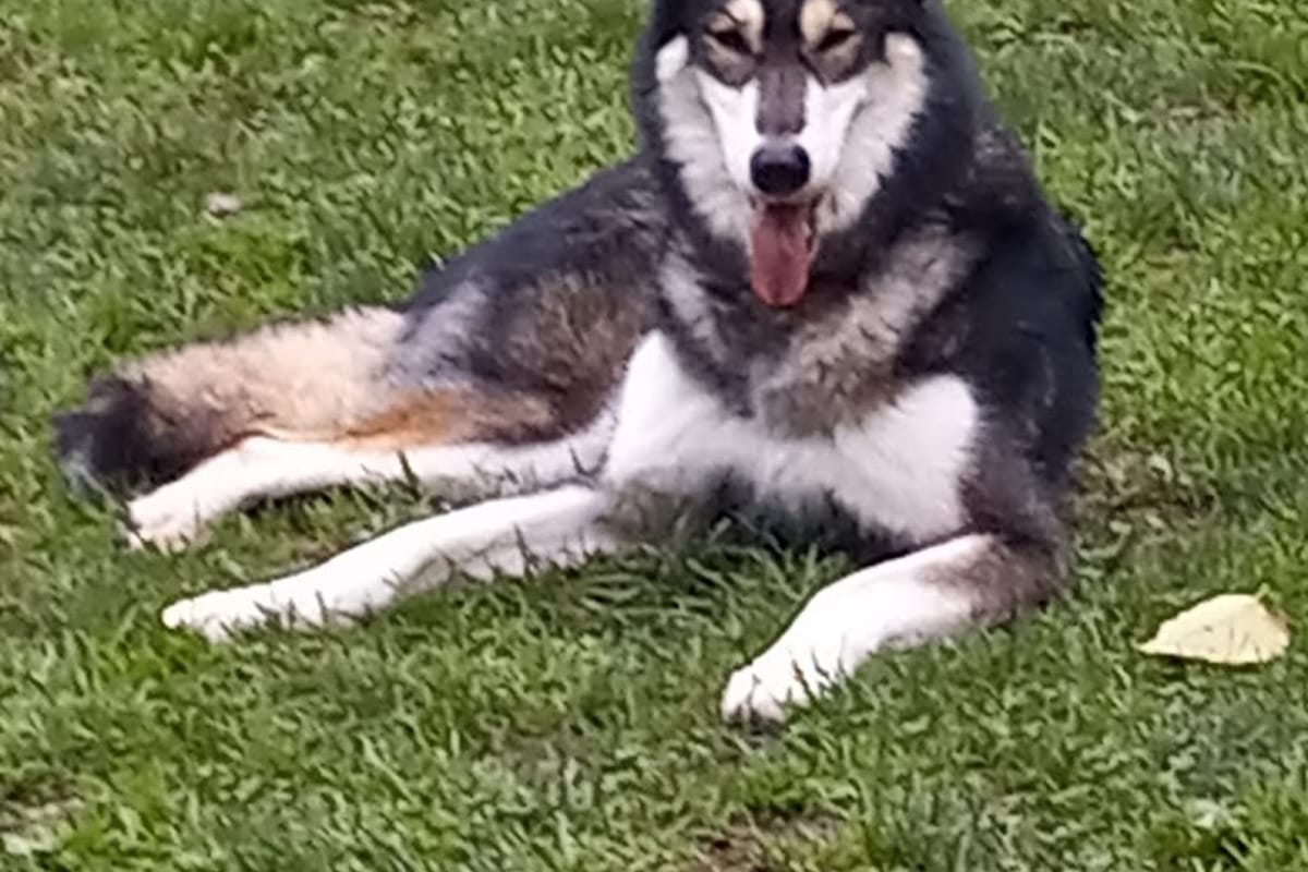 Douglas County Off-leash Area dining area