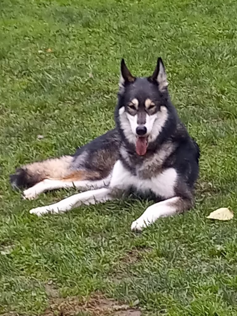 Douglas County Off-leash Area dining area