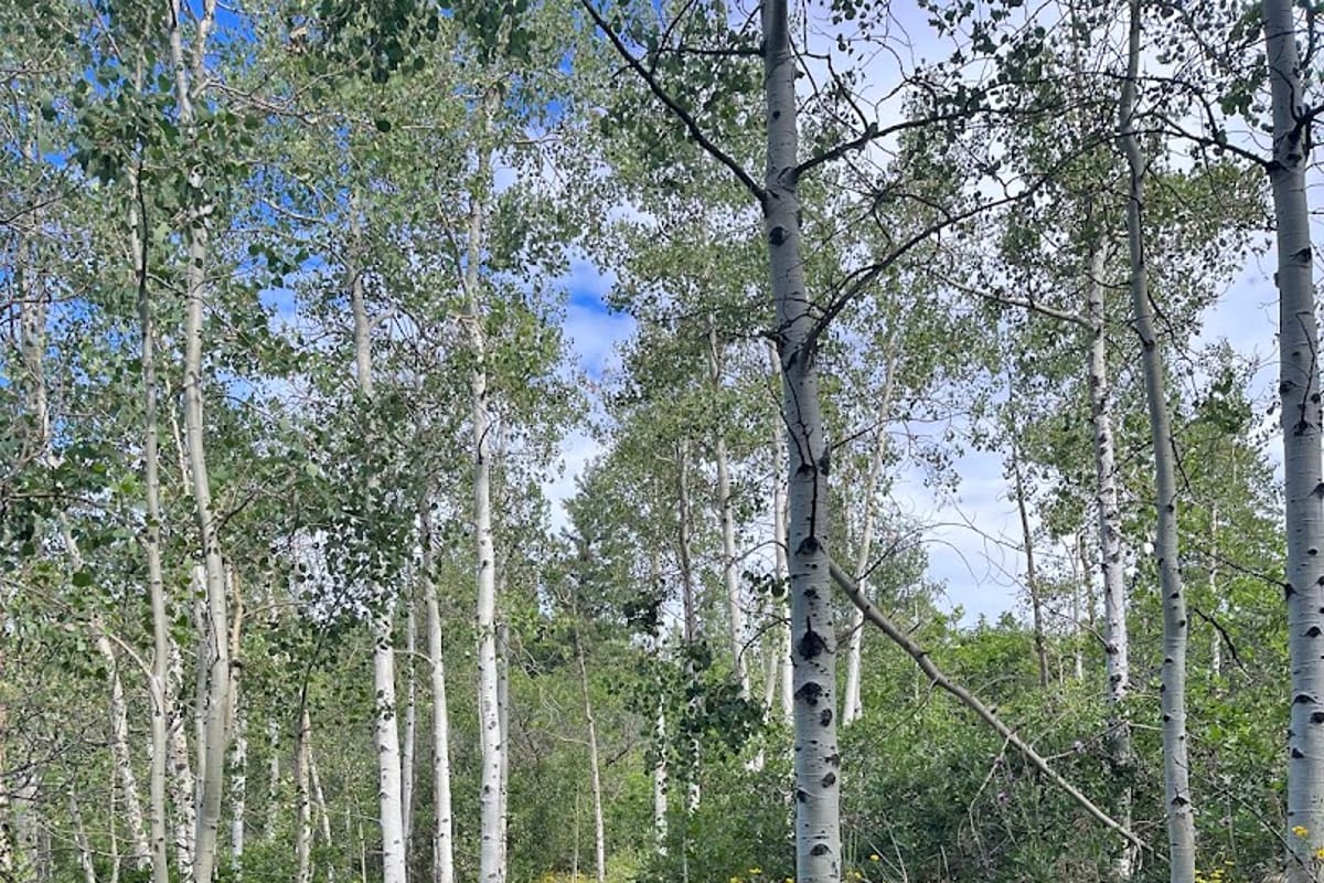 Indian Creek Trailhead featured offerings