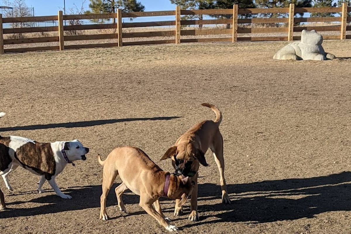 Bayou Gulch Dog Park dining area