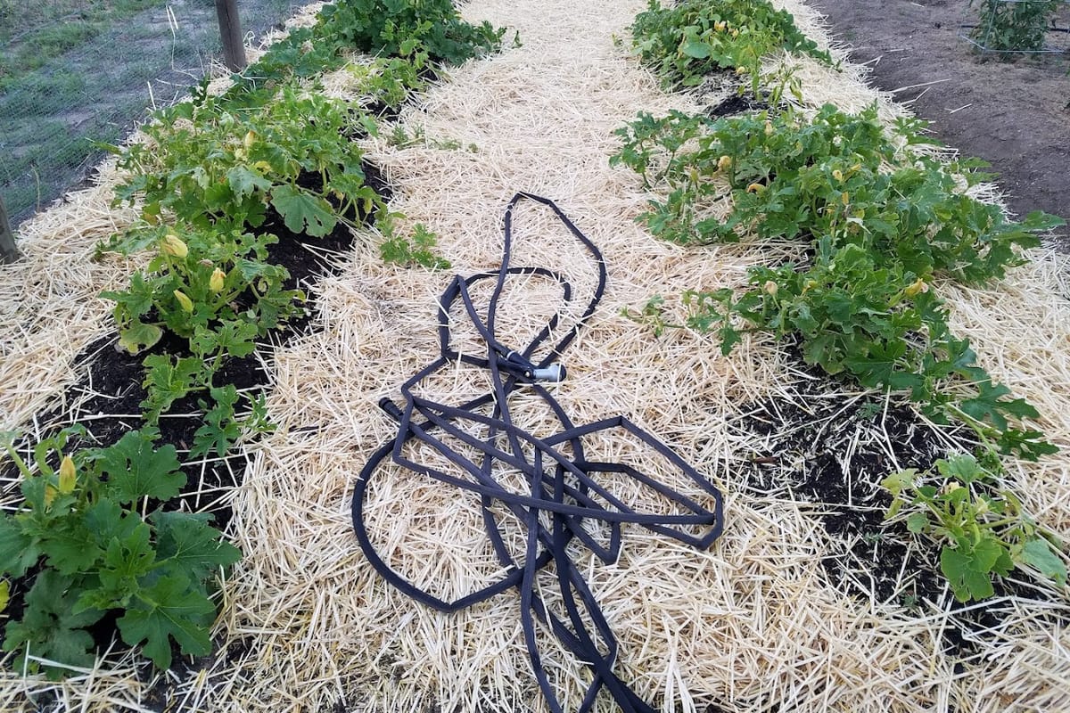 Farmers Community Garden featured offerings