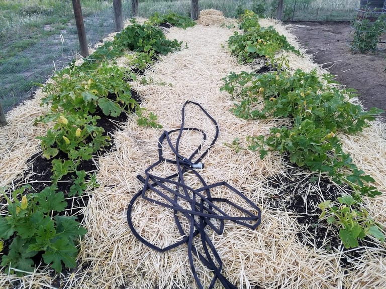 Farmers Community Garden featured offerings