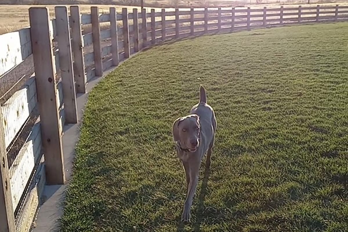 Interior view of Bayou Gulch Dog Park