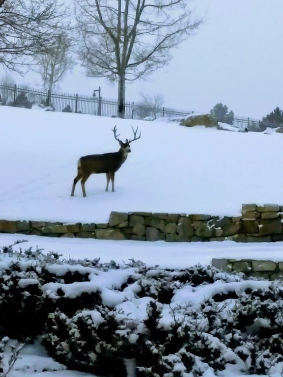 Wildcat Ridge Park