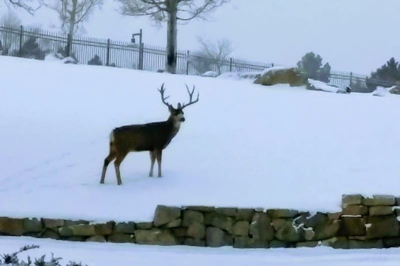 Wildcat Ridge Park park in Lone Tree, Colorado
