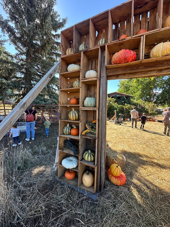 An archway built from wooden crates filled with pumpkins and gourds at Gilly's Pumpkin Patch