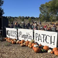 The hand-painted Gilly's Pumpkin Patch banner lined with pumpkins in Castle Rock, Colorado