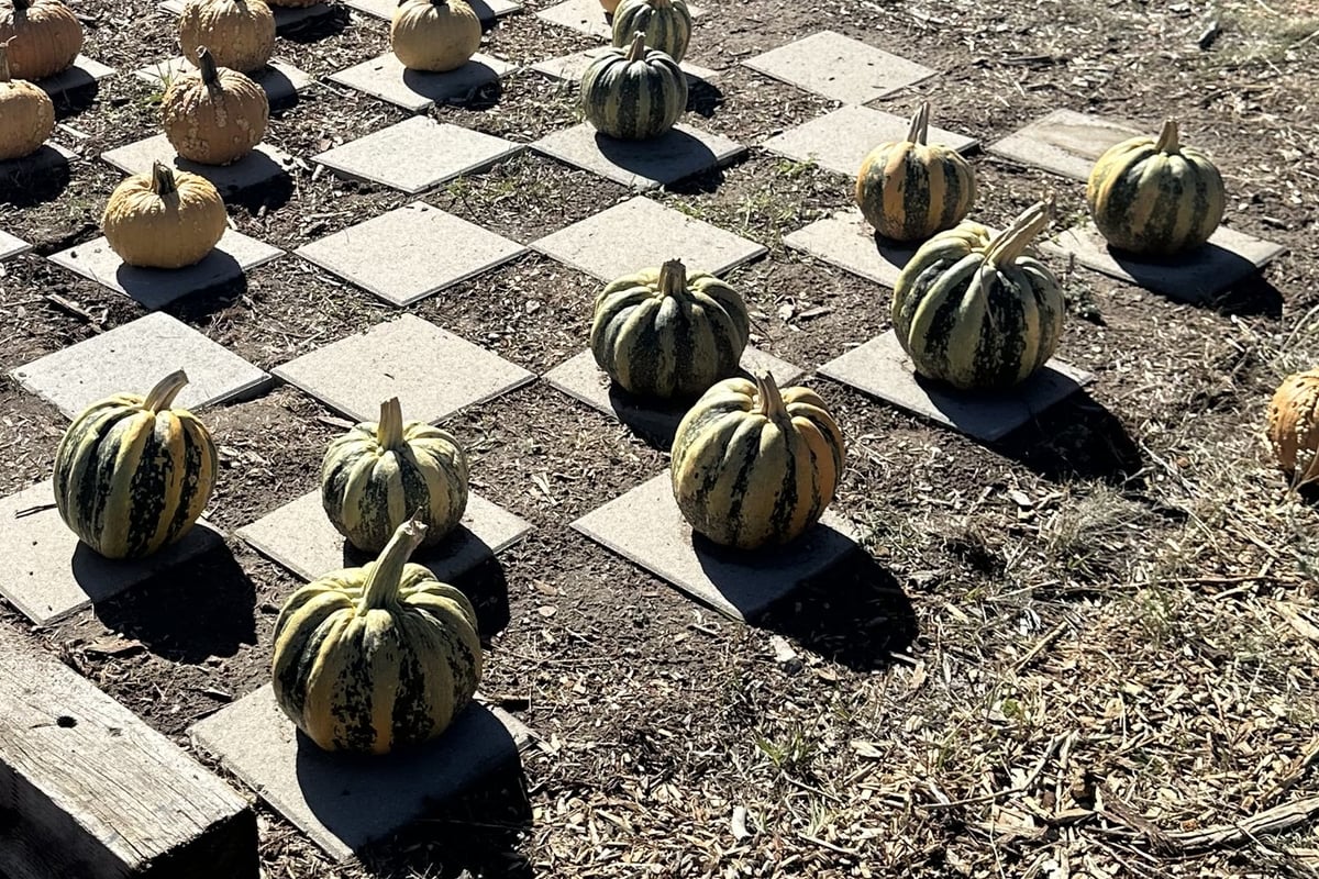 Green-striped and orange pumpkins set up as checkers at Gilly's Pumpkin Patch
