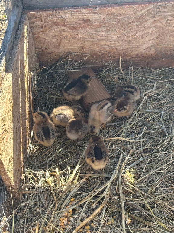 Ducklings huddled in straw at Gilly's Pumpkin Patch