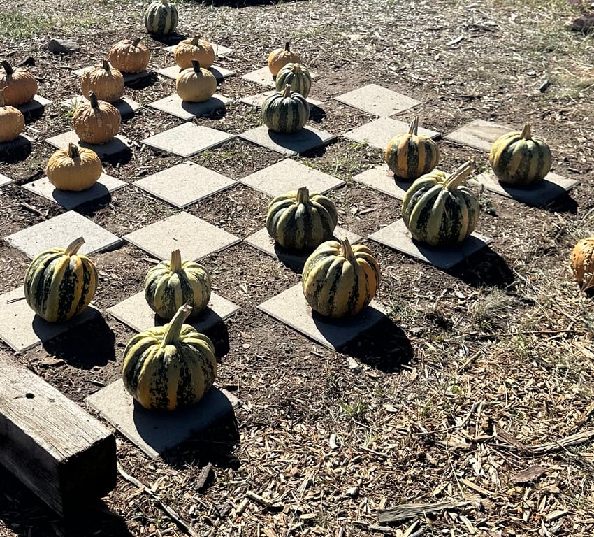 Green-striped and orange pumpkins set up as checkers on a paver checkerboard at Gilly's Pumpkin Patch