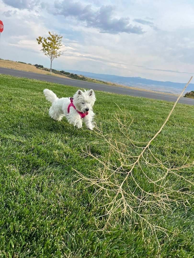 Clover's Little Park featured offerings