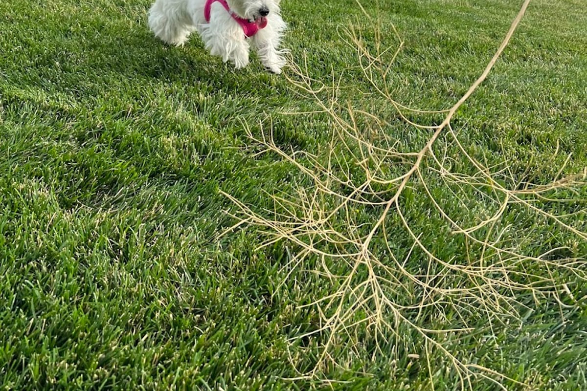 Clover's Little Park featured offerings