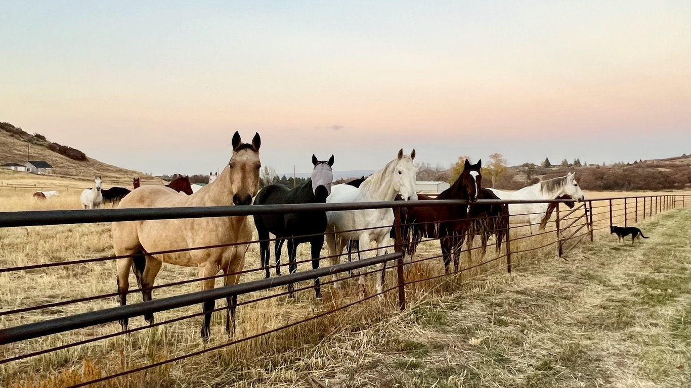 Happy Dog Ranch Fall Festival
