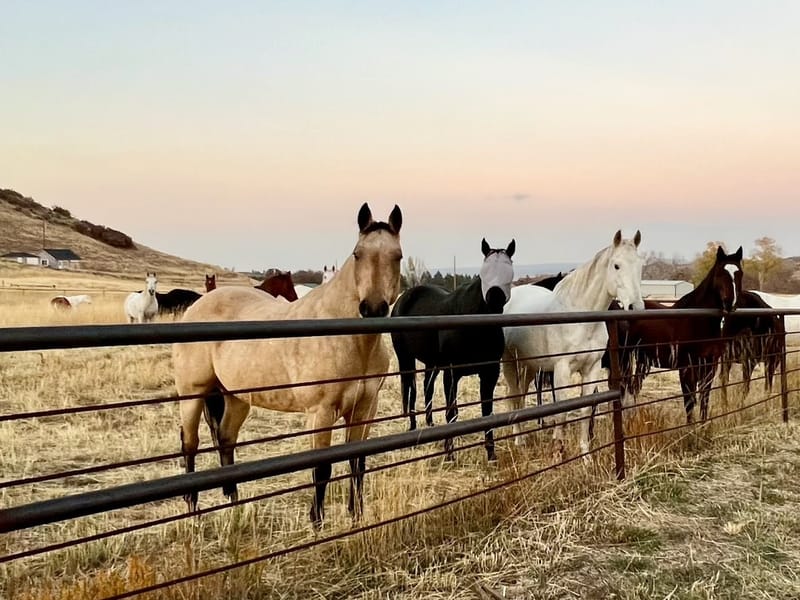 Happy Dog Ranch Fall Festival at Happy Dog Ranch