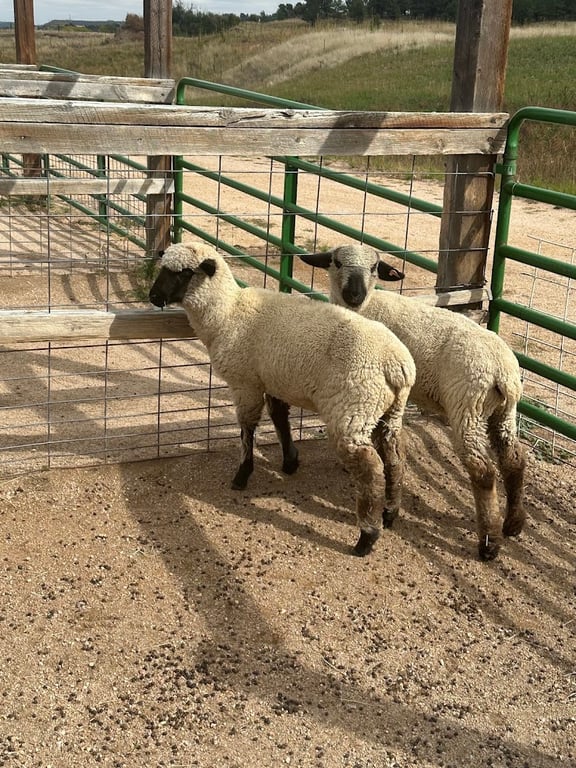 CALF'S Lowell Ranch
