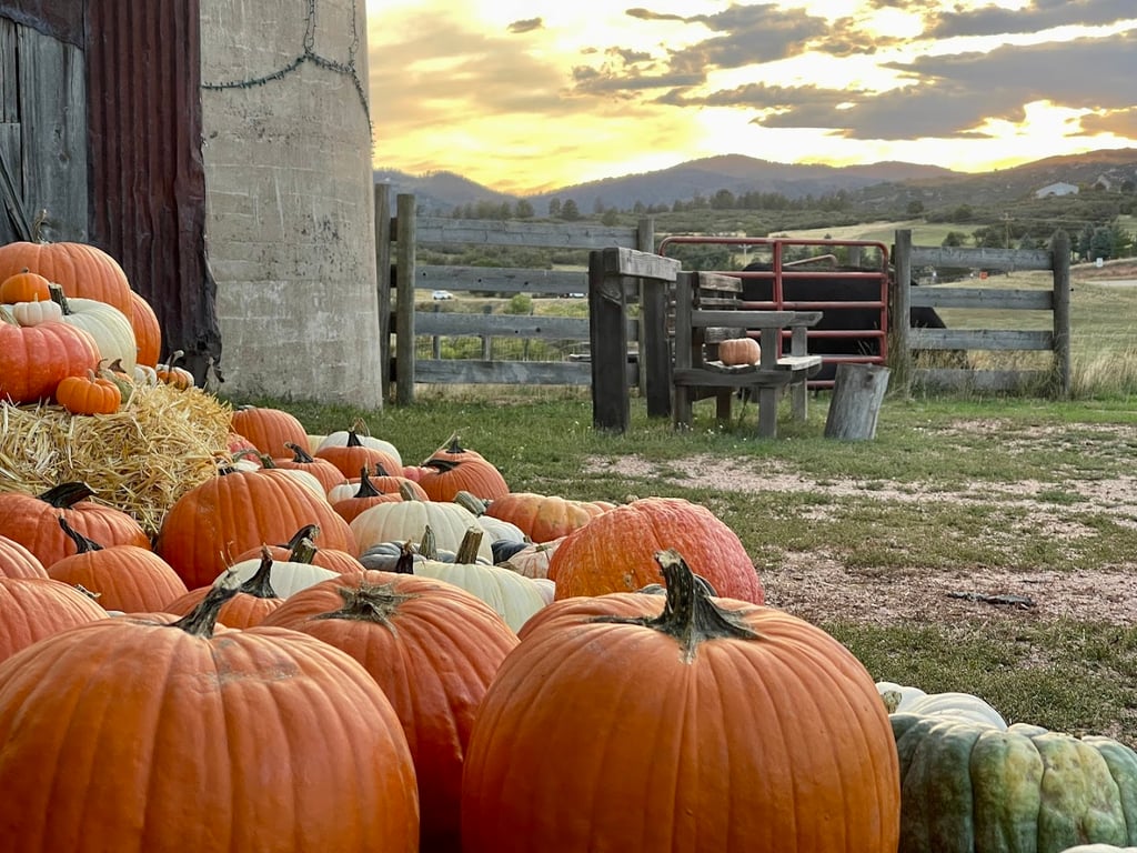 Barnside Pumpkins