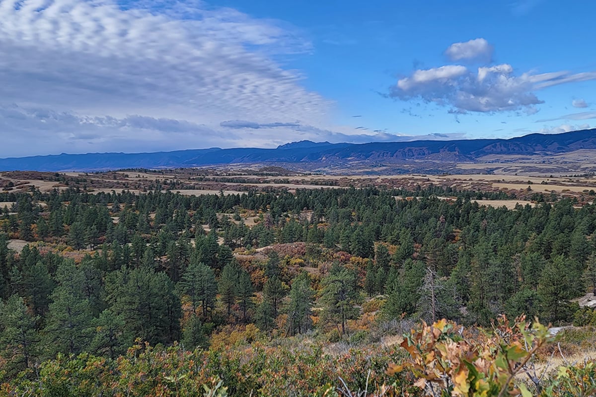Looking across the ponderosa pines and grassland of the Backcountry Wilderness Area in Highlands Ranch toward the foothills