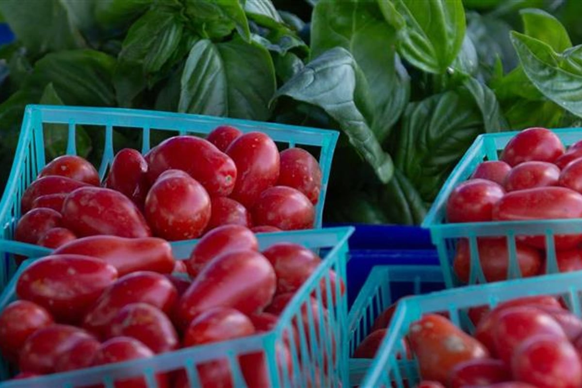Baskets of red tomatoes and bunches of basil on a vendor table at the Highlands Ranch Farmers Market