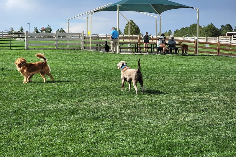 Bayou Gulch Dog Park park in Parker, Colorado