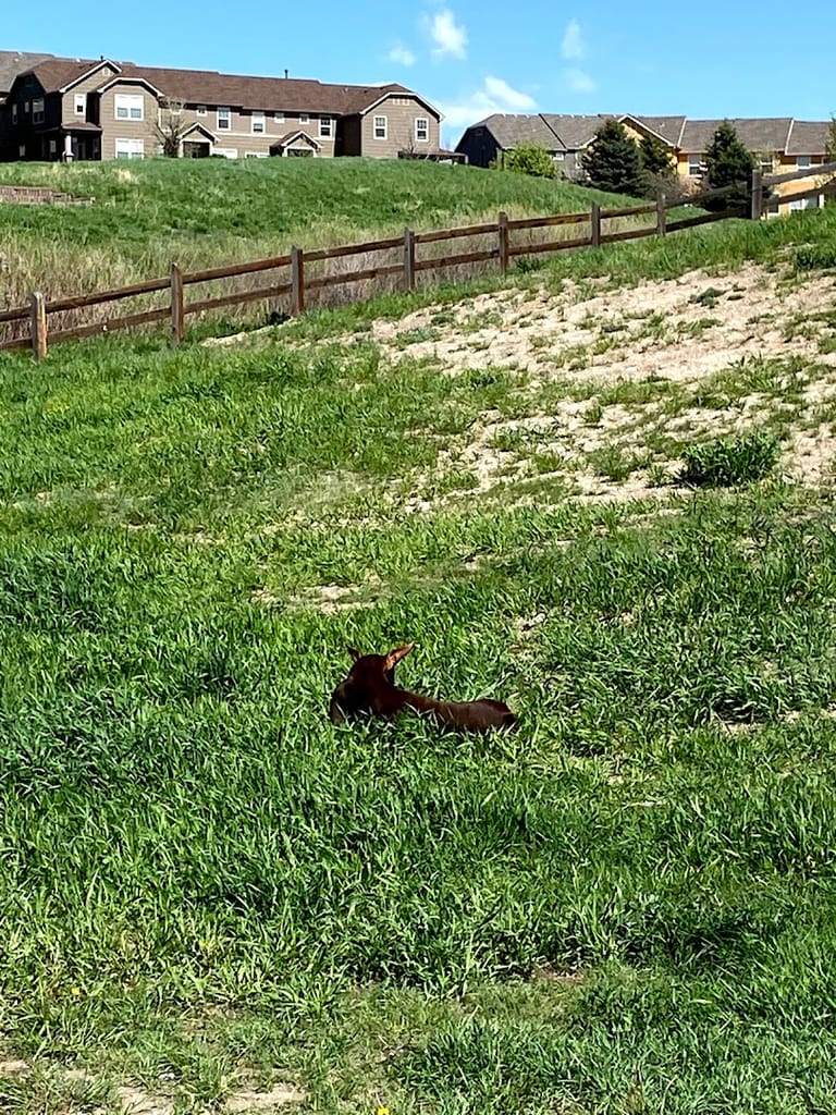 Wiggly Field Dog Park dining area