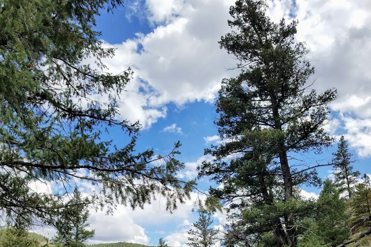 Cheeseman Canyon Flyfishing featured offerings