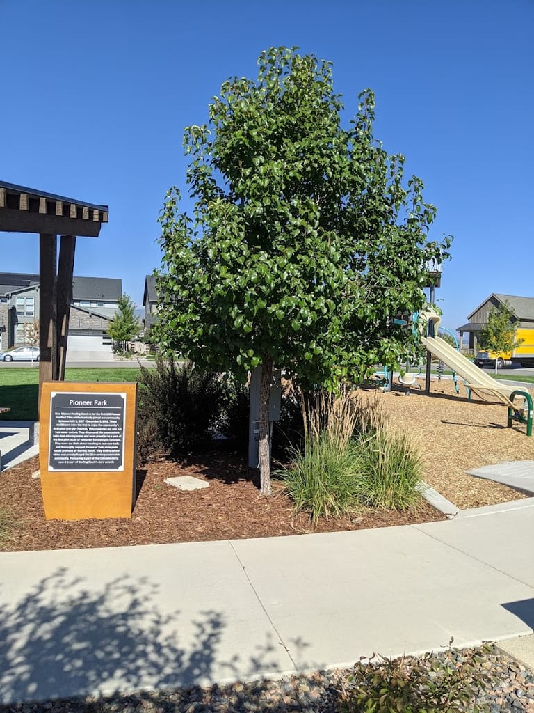 Pioneer Park atmosphere and seating