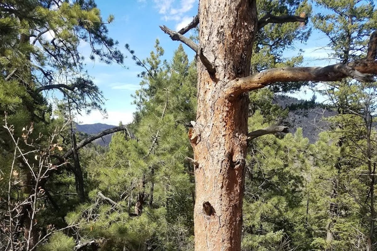 Colorado Trail / Indian Creek Trail Junction dining area