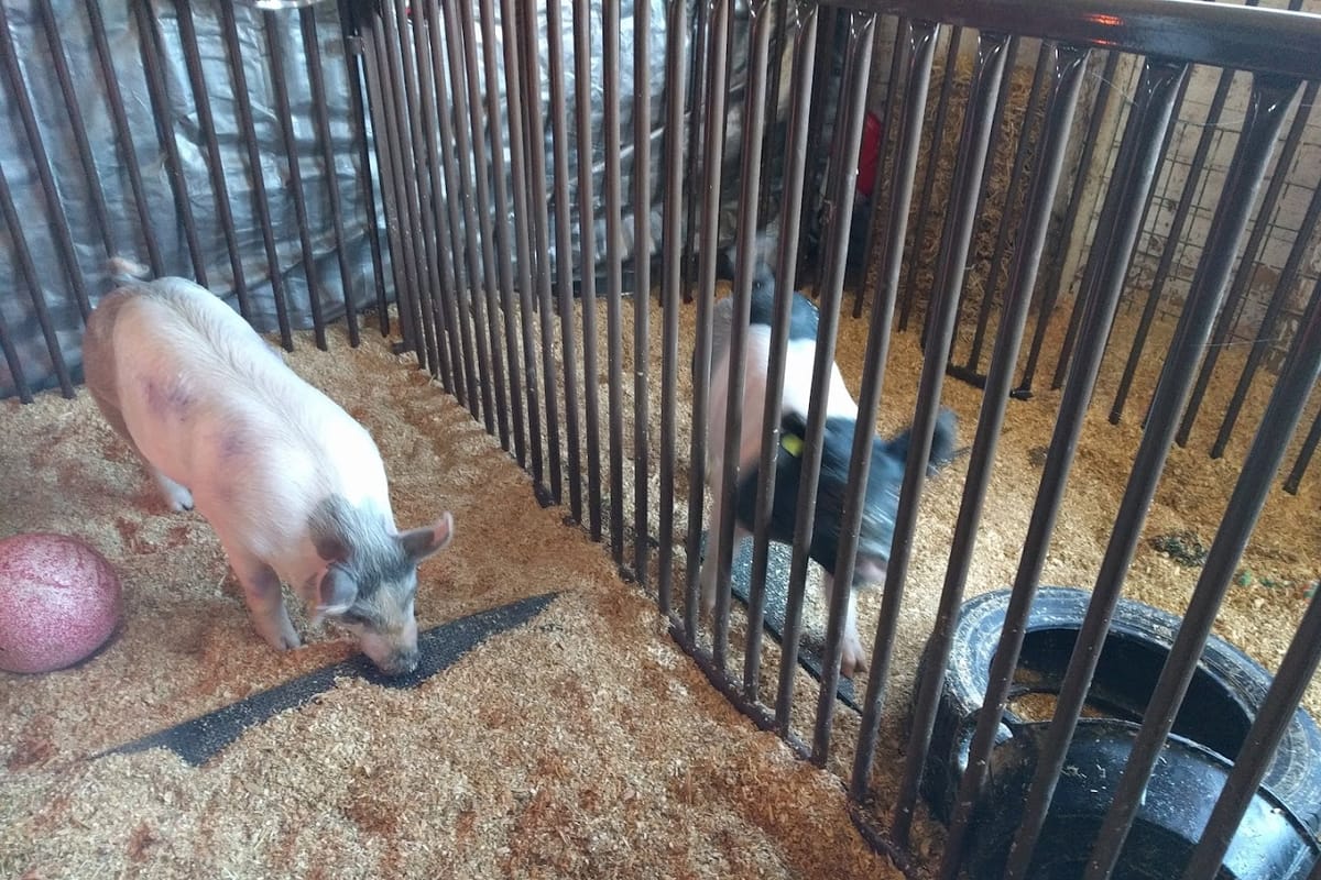 CALF'S Lowell Ranch featured offerings