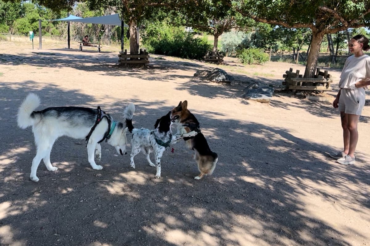 Hound Hill Dog Park atmosphere and seating