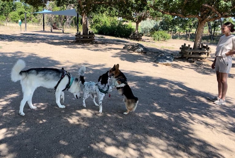 Hound Hill Dog Park atmosphere and seating