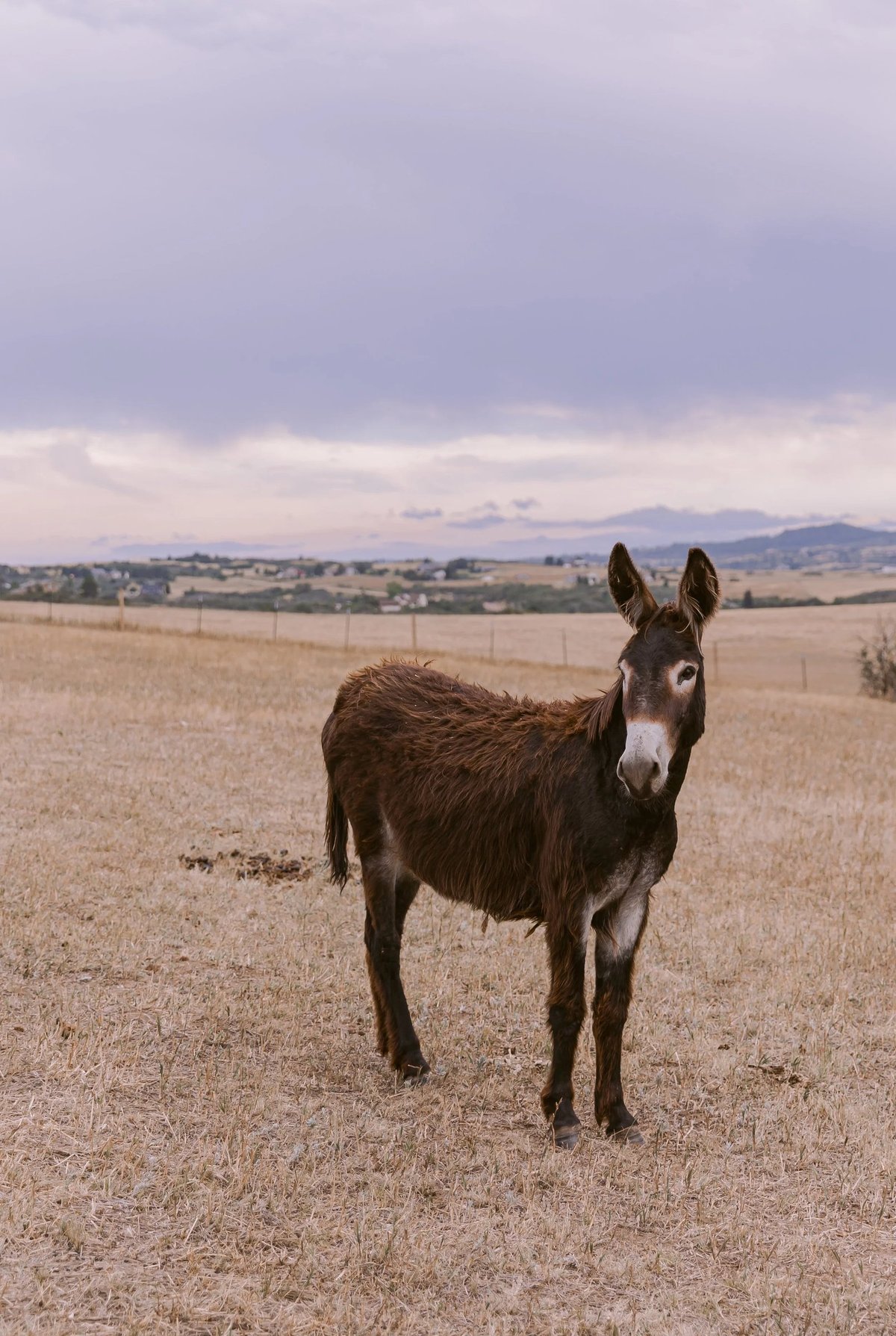 KB Ranch farm animals — Highland cows, Valais Blacknose sheep, and mini donkeys on the ranch