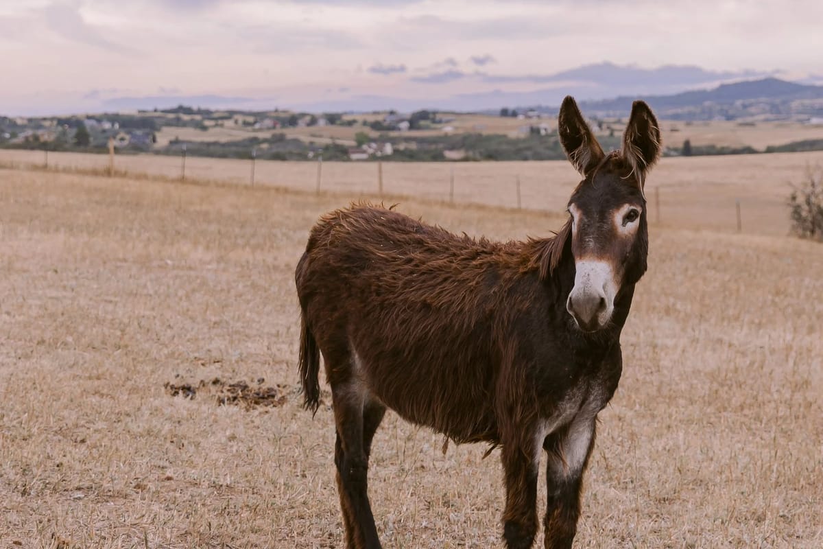 KB Ranch farm animals — Highland cows, Valais Blacknose sheep, and mini donkeys on the ranch