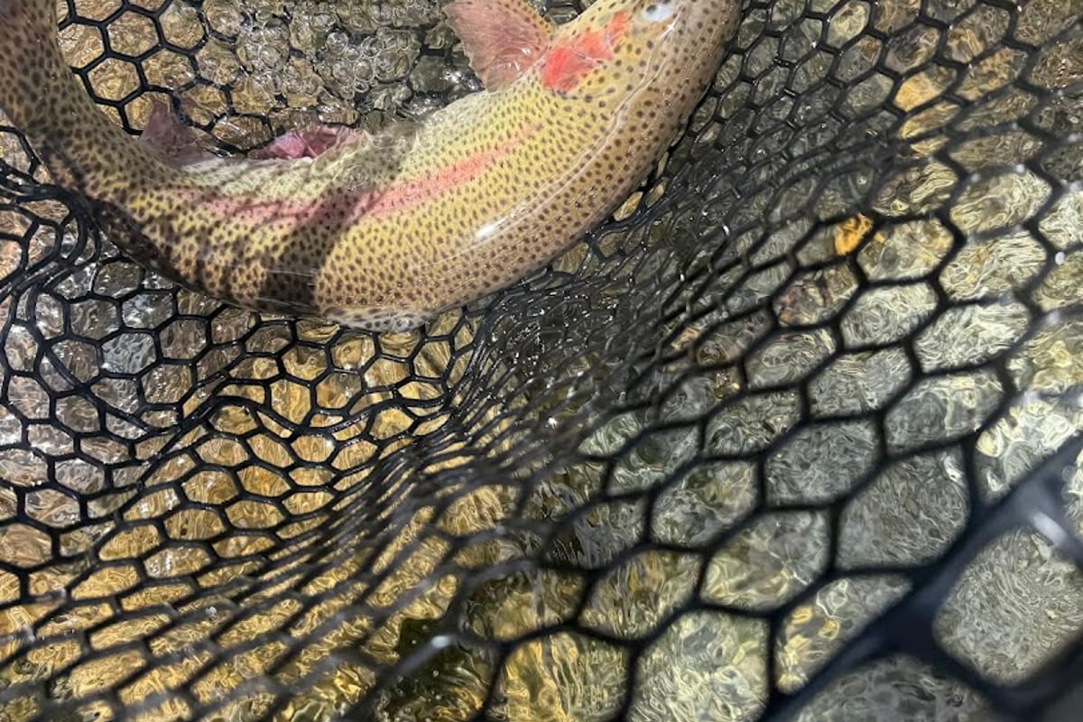 Golden Fly Shop featured offerings