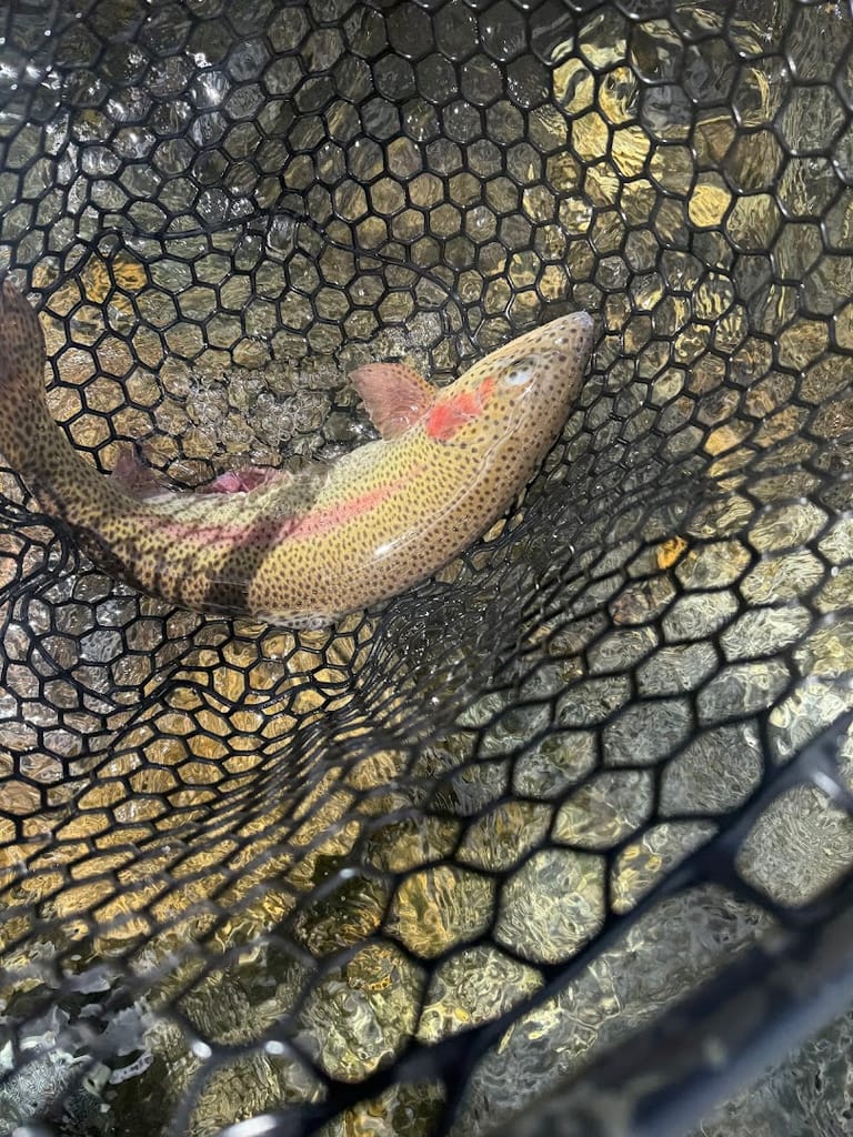 Golden Fly Shop featured offerings