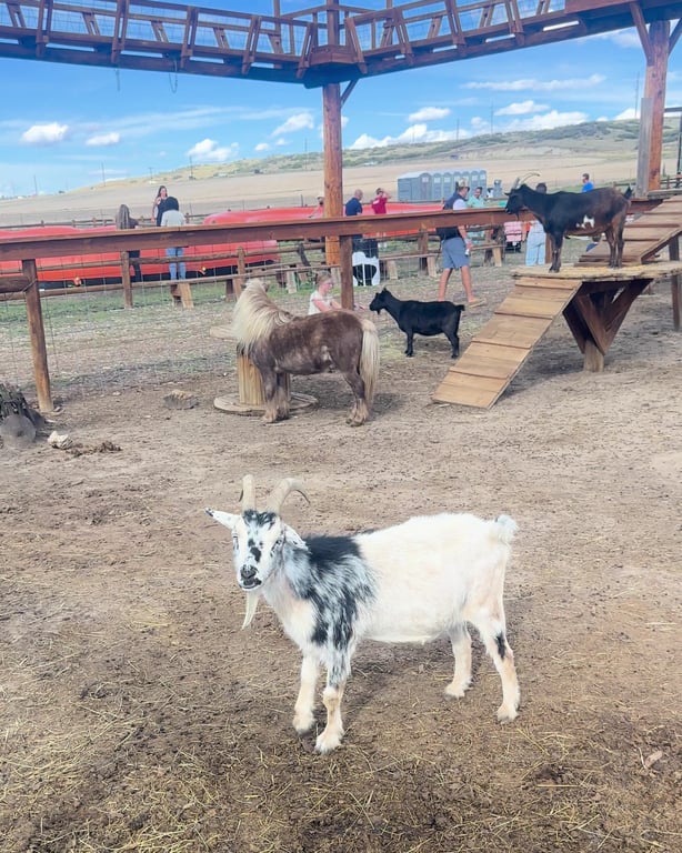 A white and black goat in the yard below the goat walkways at Lone Creek Farms