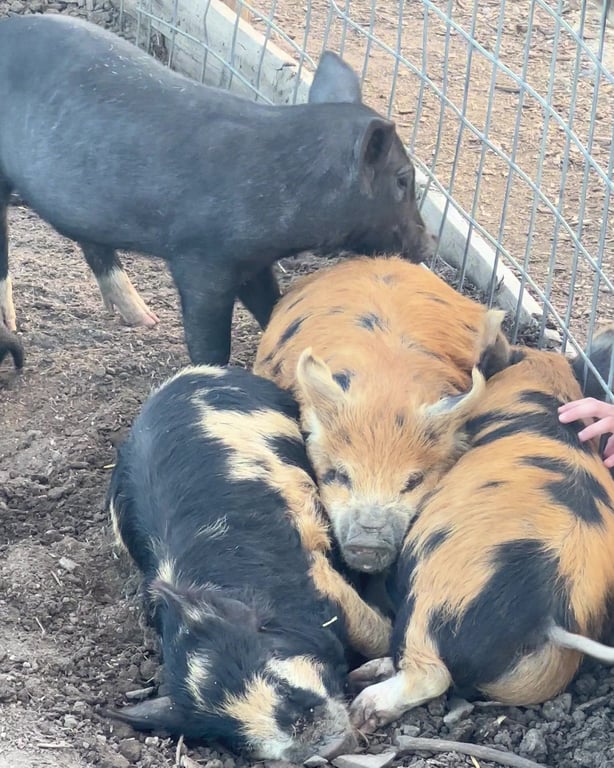 Piglets cuddled together in their pen at Lone Creek Farms