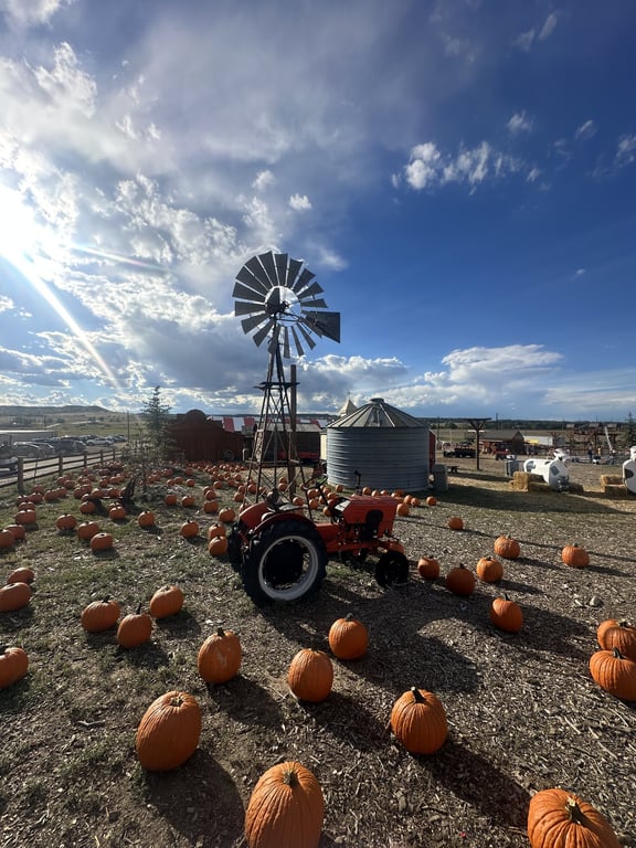 A windmill, an orange tractor and rows of pumpkins under a big Colorado sky at Lone Creek Farms